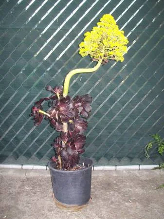 Curved Stem Potted Plant with Vibrant Yellow and Purple Leaves