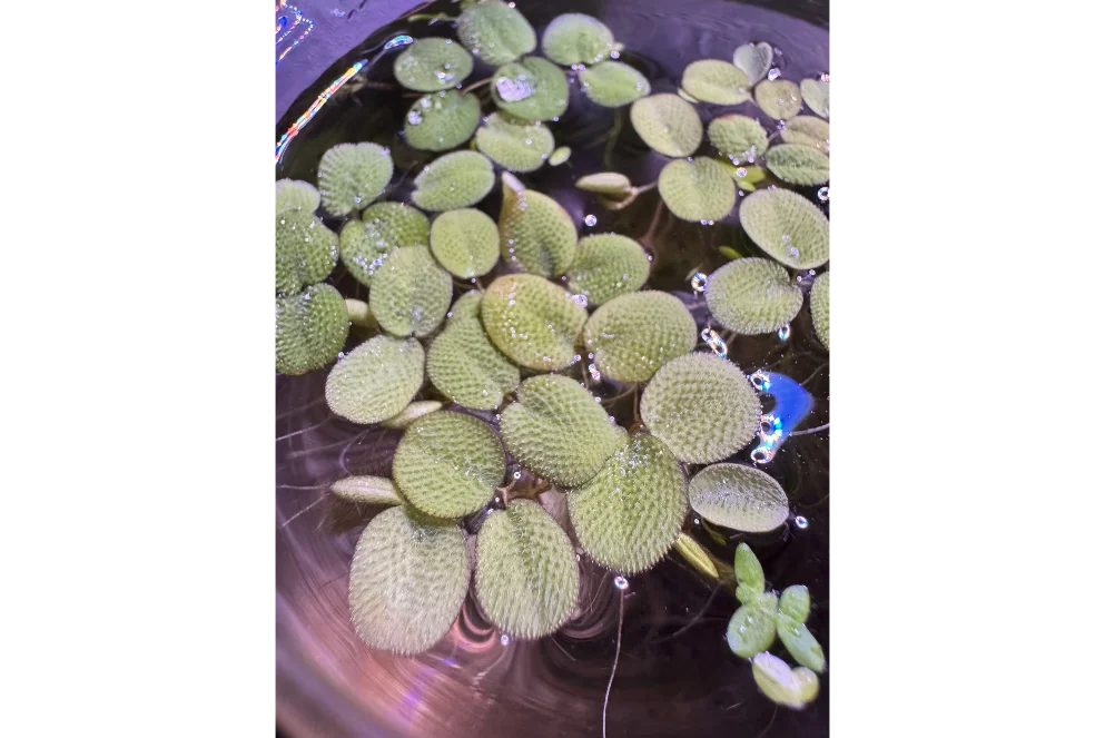 Pilea glauca Aquatic Plant