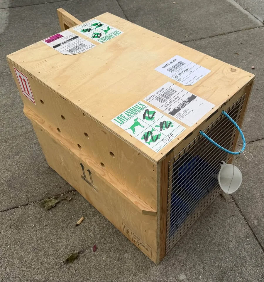 Wooden Animal Transport Crate with Wire Mesh Door