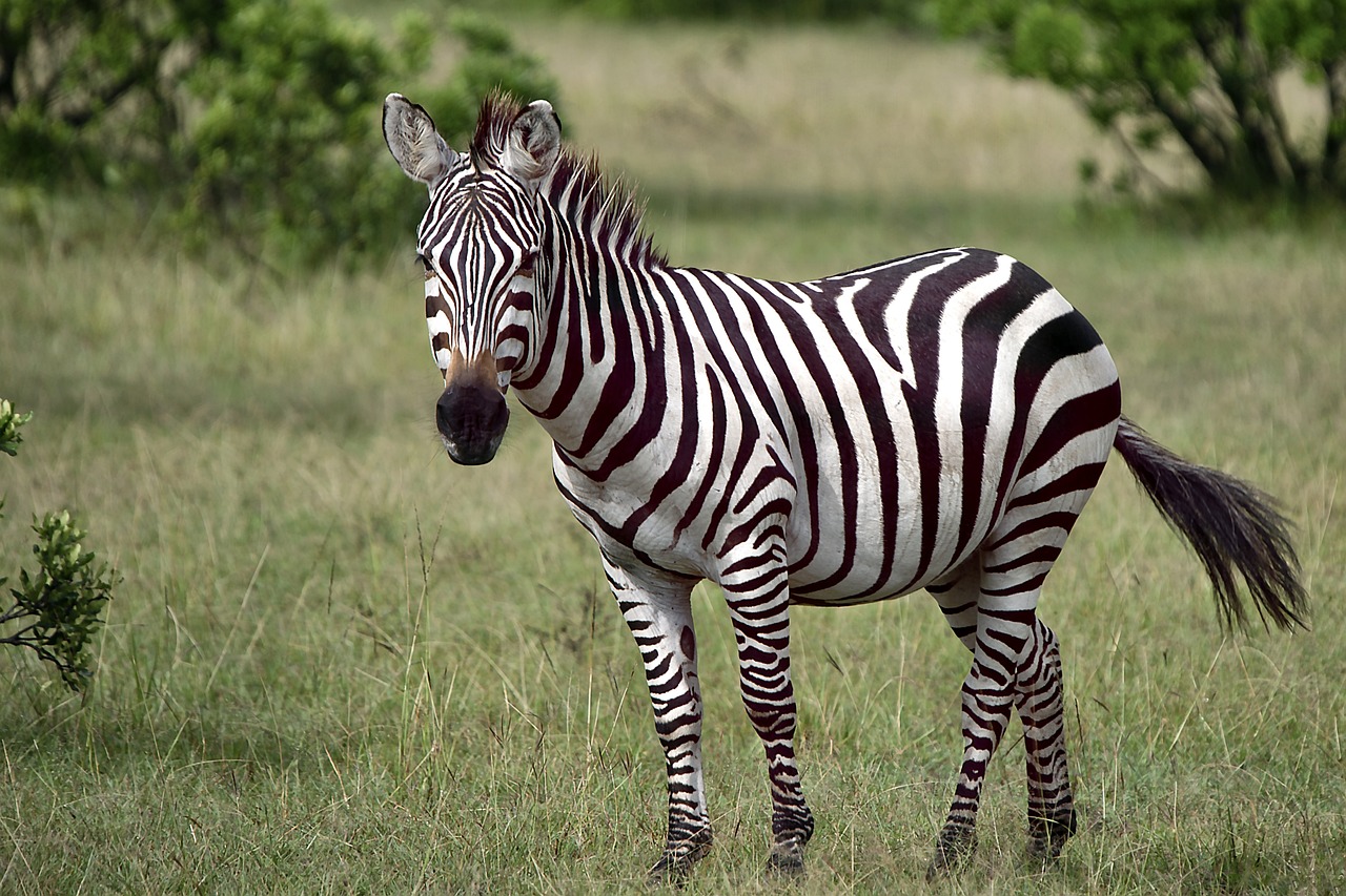 Savannah's Majestic Zebra