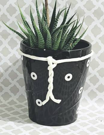 Haworthia Succulent in Hand-Painted Ceramic Pot