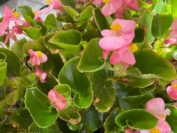 Vibrant Begonia for Indoor/Outdoor Spaces