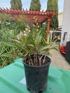 Multiple Fragrant Australia Orchid